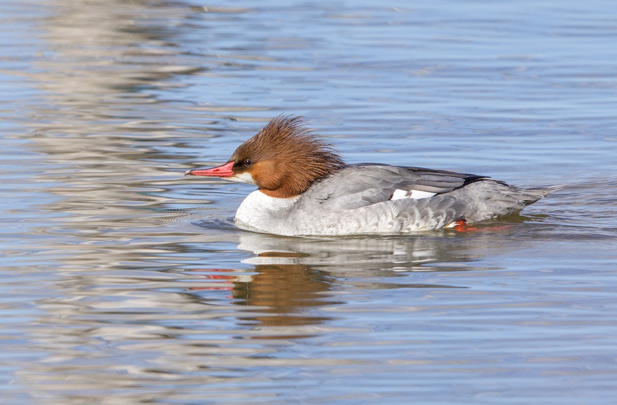 Common Merganser - ML650166462