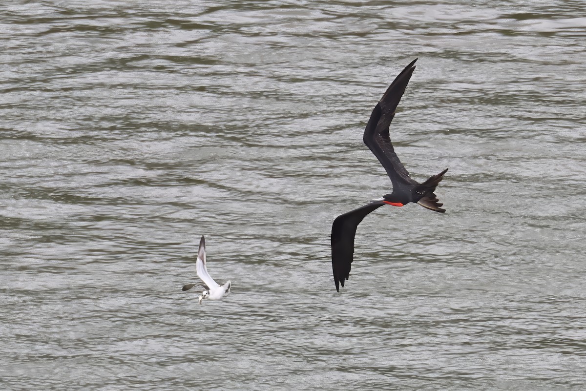 Magnificent Frigatebird - ML650166476