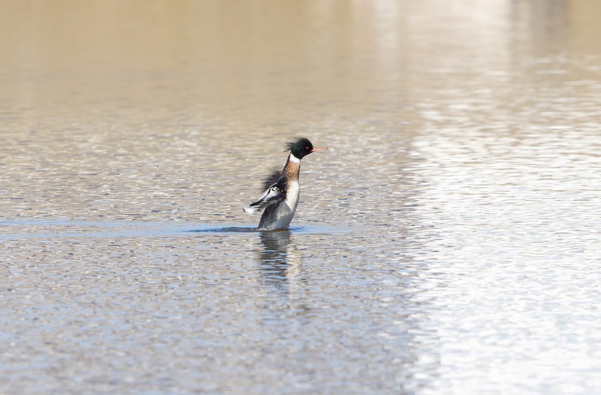 Red-breasted Merganser - ML650166478
