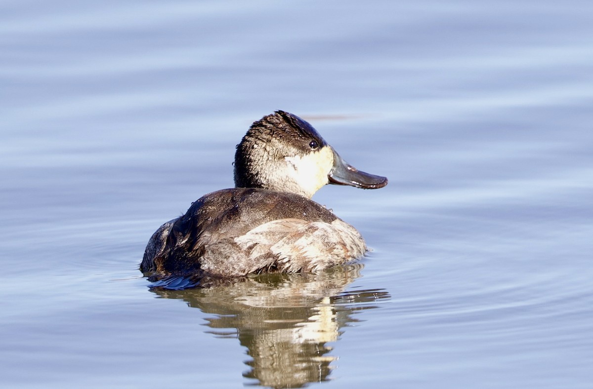 Ruddy Duck - ML650166500