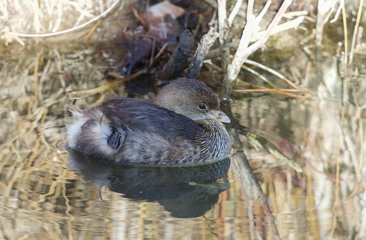 Pied-billed Grebe - ML650166513