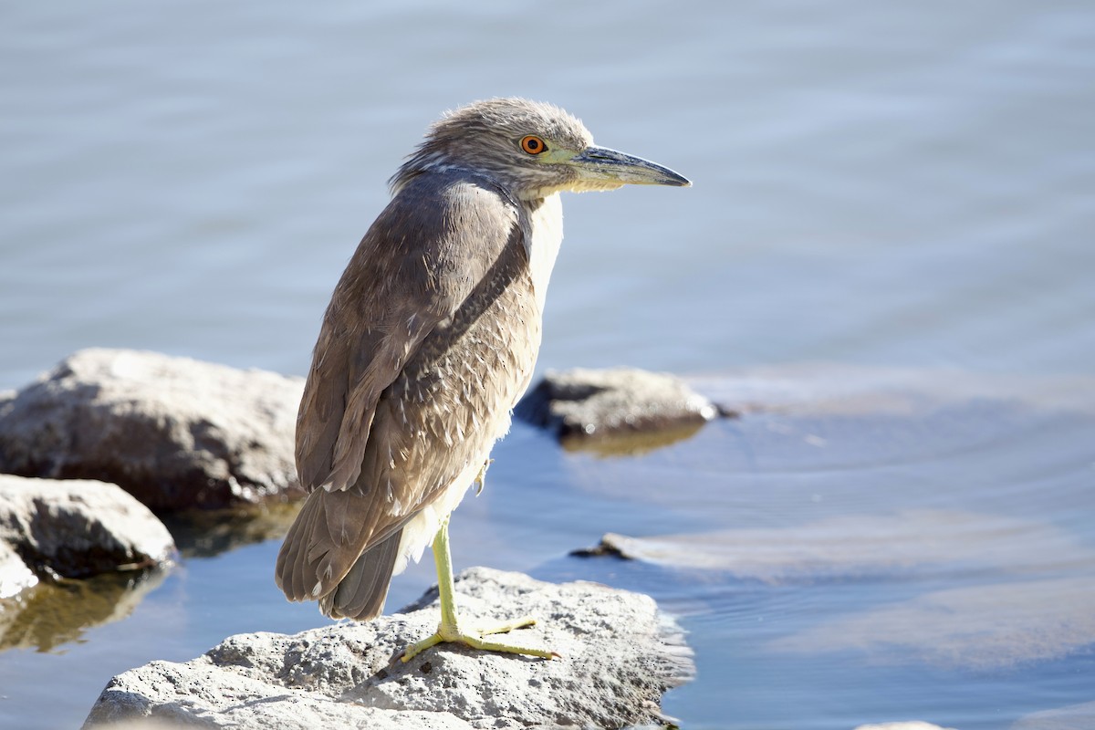 Black-crowned Night Heron - ML650166519