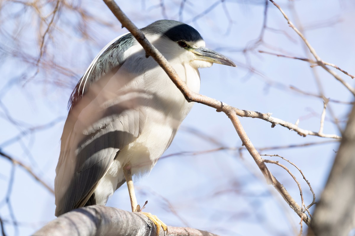 Black-crowned Night Heron - ML650166520