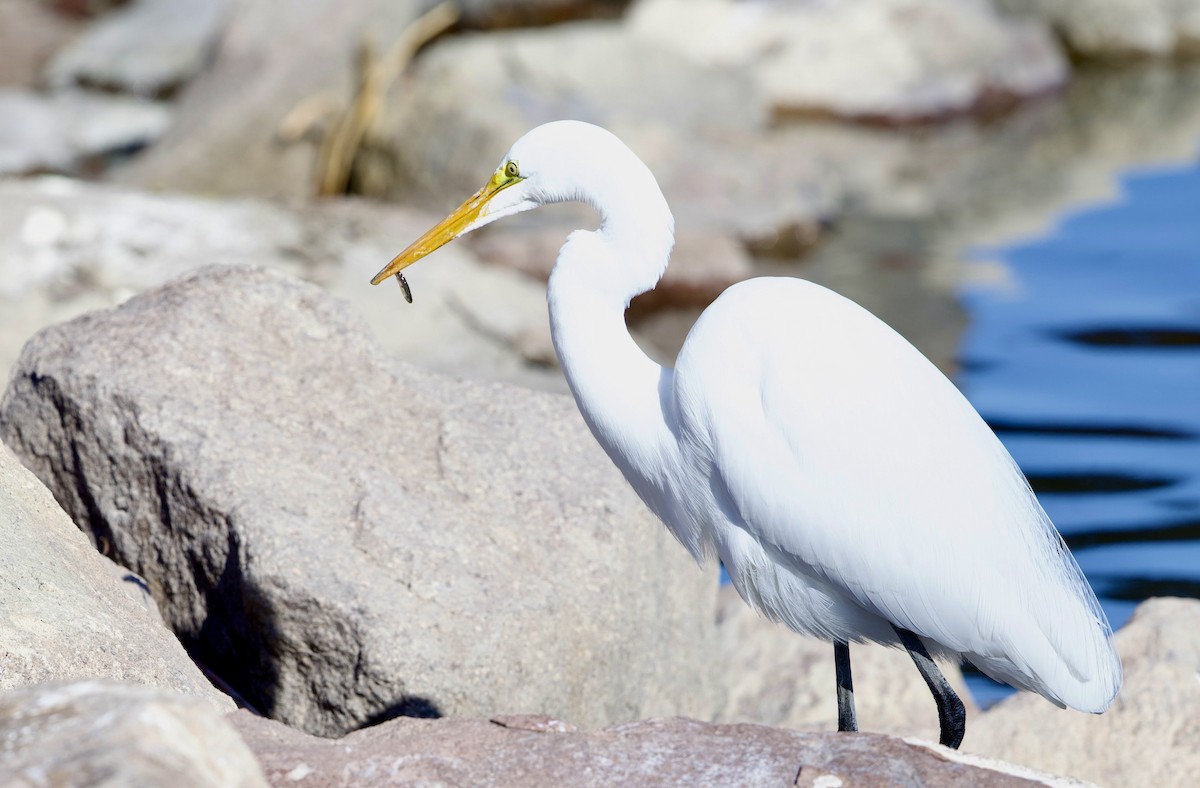 Great Egret - ML650166528