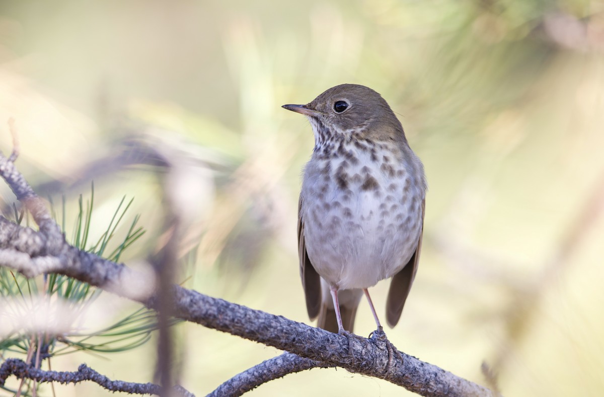 Hermit Thrush - ML650166538
