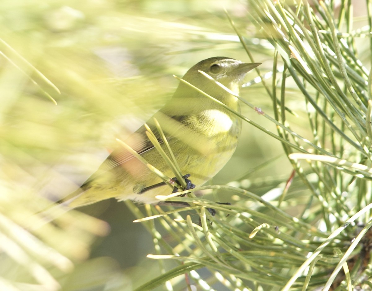 Orange-crowned Warbler - ML650166545