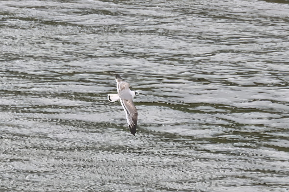 Franklin's Gull - ML650166629