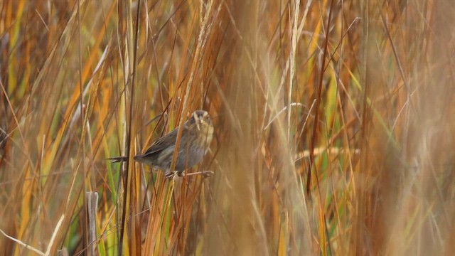 Nelson's Sparrow (Interior) - ML650166751