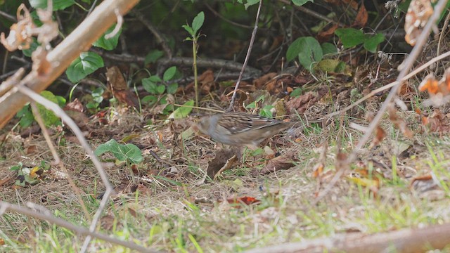 White-crowned Sparrow - ML650166796