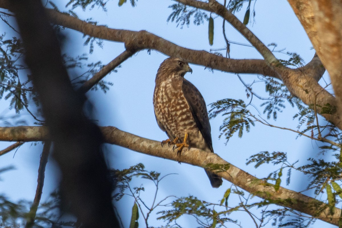 Broad-winged Hawk - ML650167089