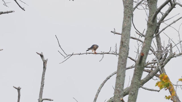 Boz Doğan - ML650167097