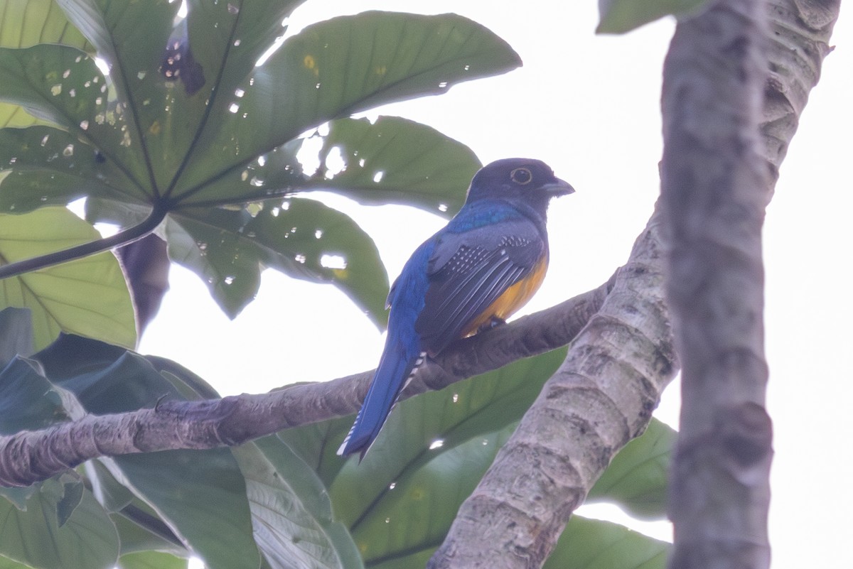 Gartered Violaceous Trogon - ML650167114