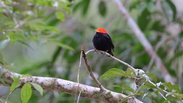 Red-capped Manakin - ML650168037
