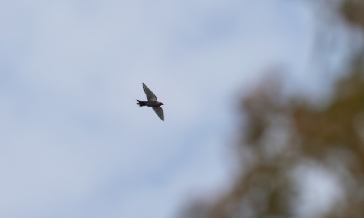 Dusky Woodswallow - ML650168947
