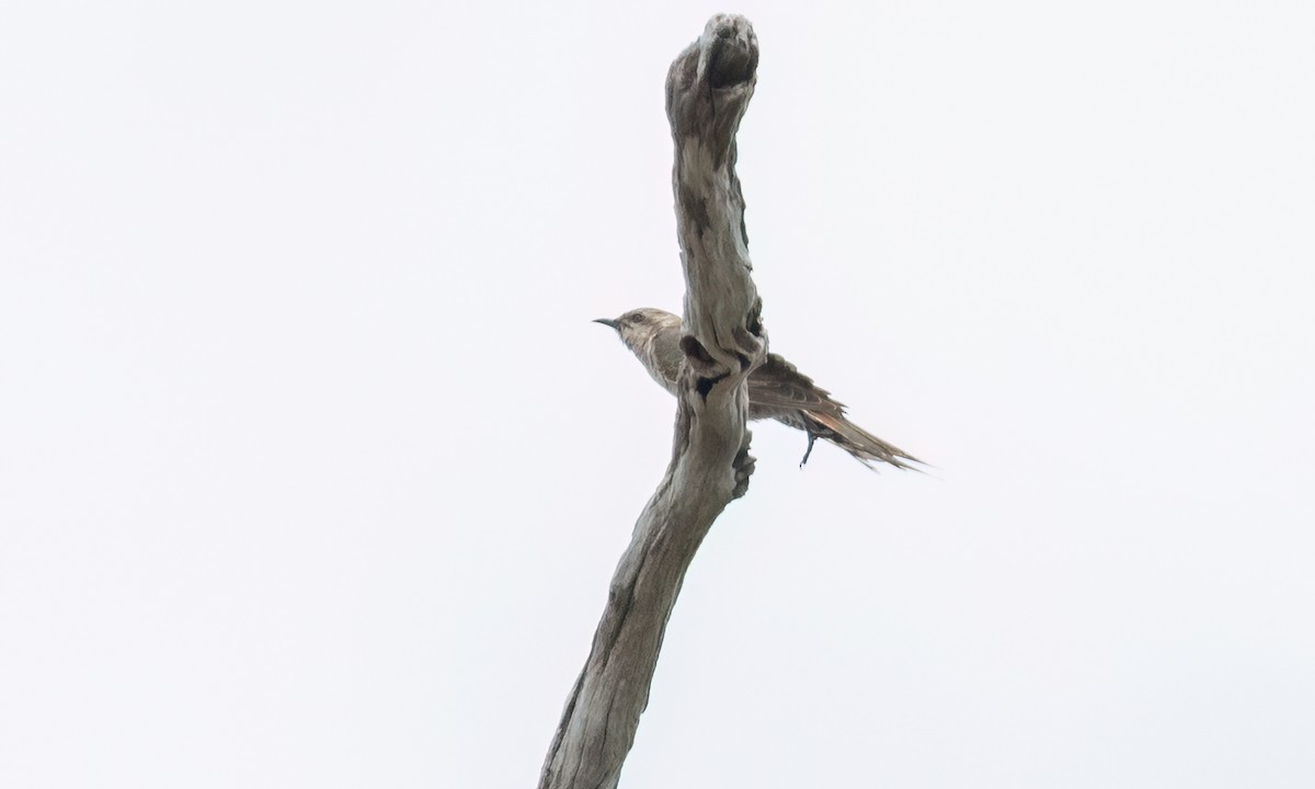 Horsfield's Bronze-Cuckoo - ML650169097