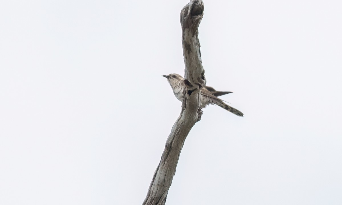 Horsfield's Bronze-Cuckoo - ML650169098