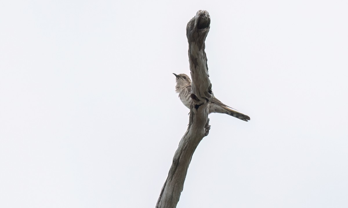 Horsfield's Bronze-Cuckoo - ML650169099