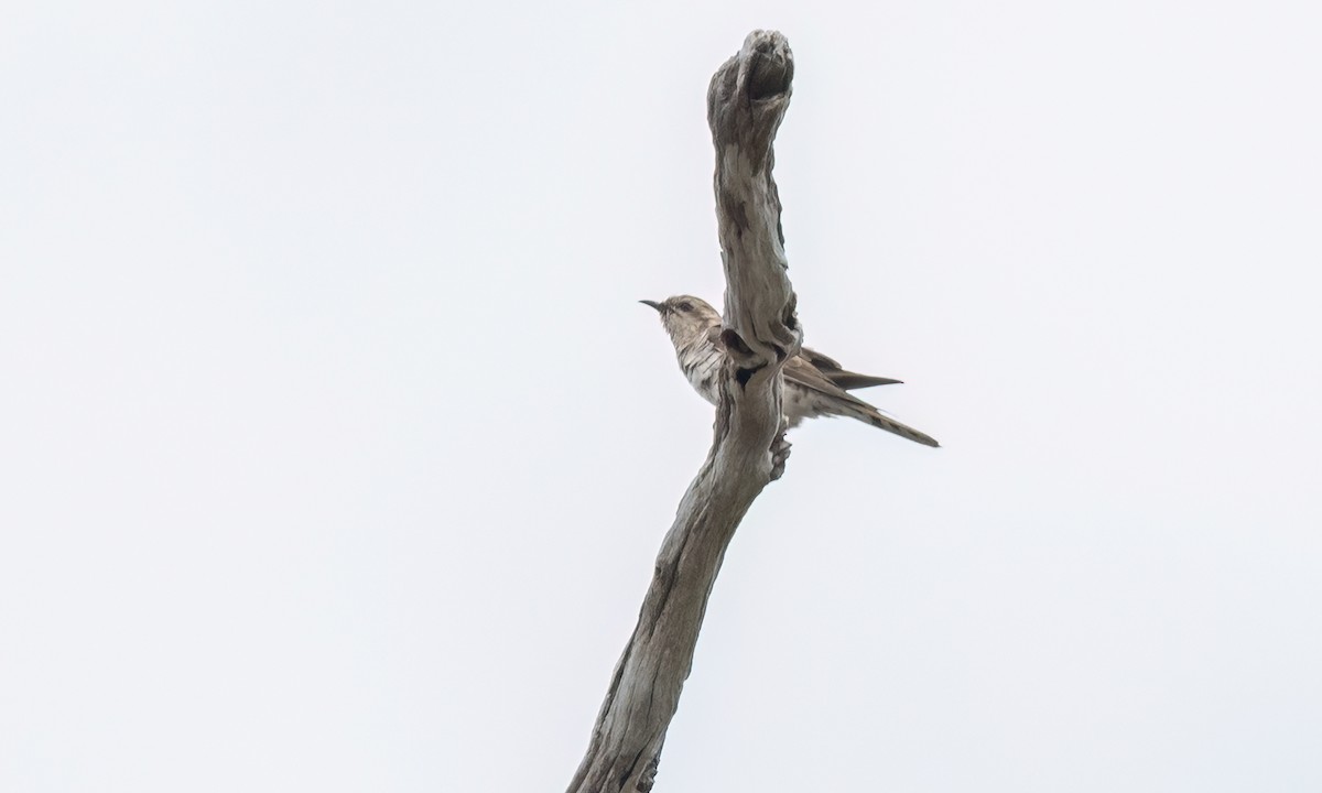 Horsfield's Bronze-Cuckoo - ML650169100