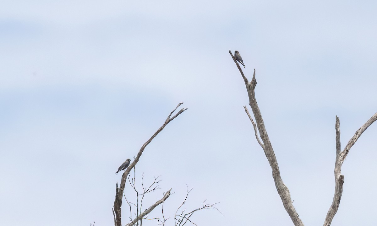 Dusky Woodswallow - ML650169317