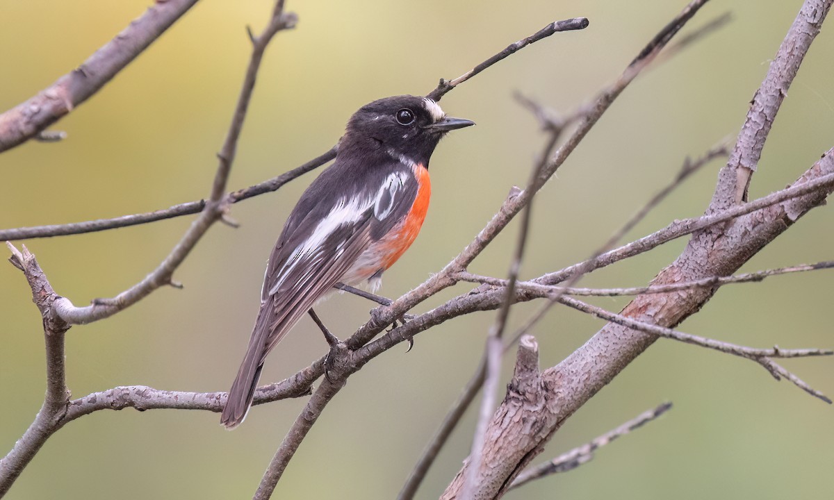 Scarlet Robin (Campbell's) - ML650169672