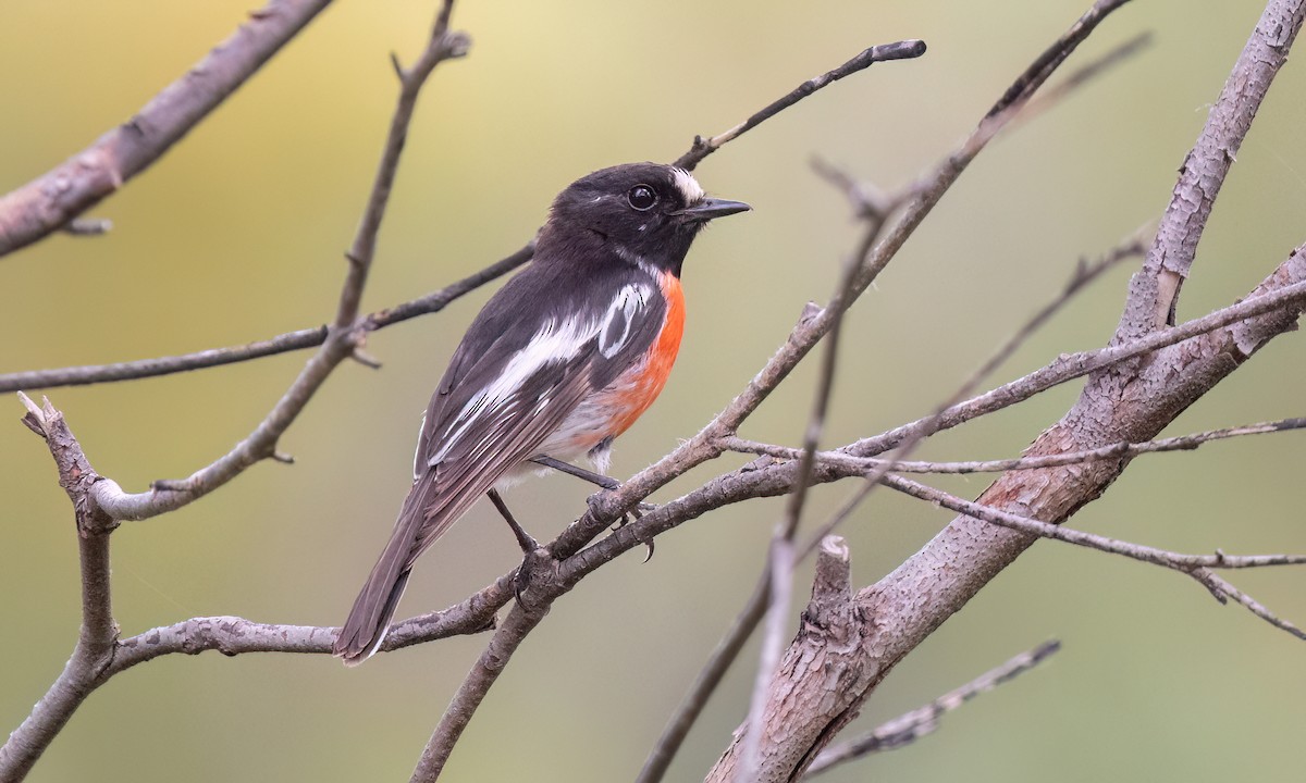 Scarlet Robin (Campbell's) - ML650169673