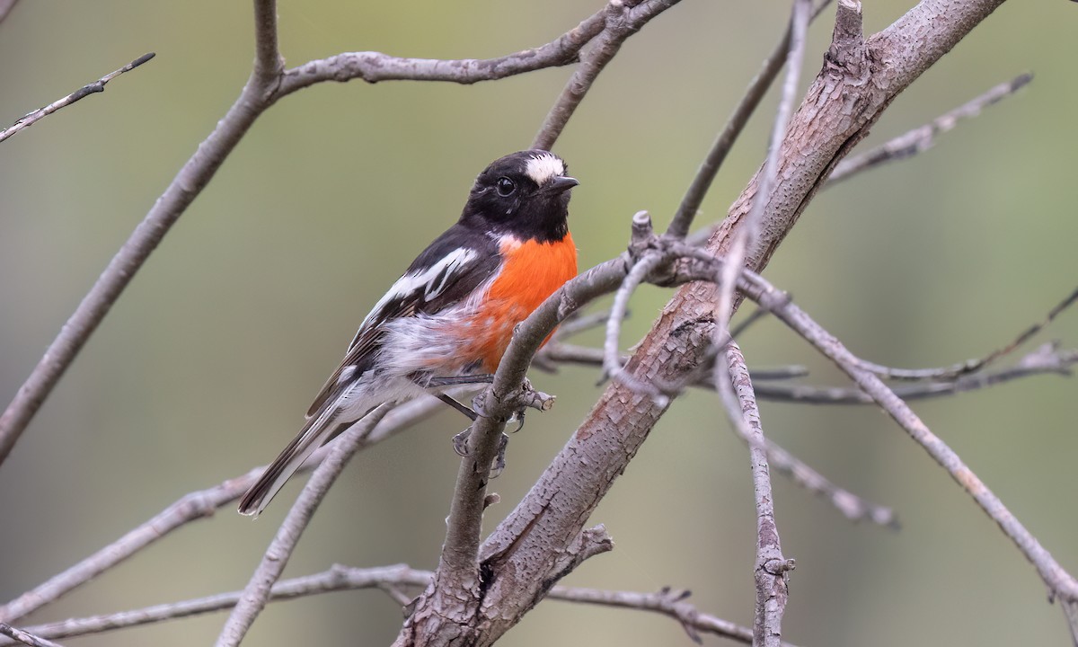Scarlet Robin (Campbell's) - ML650169674
