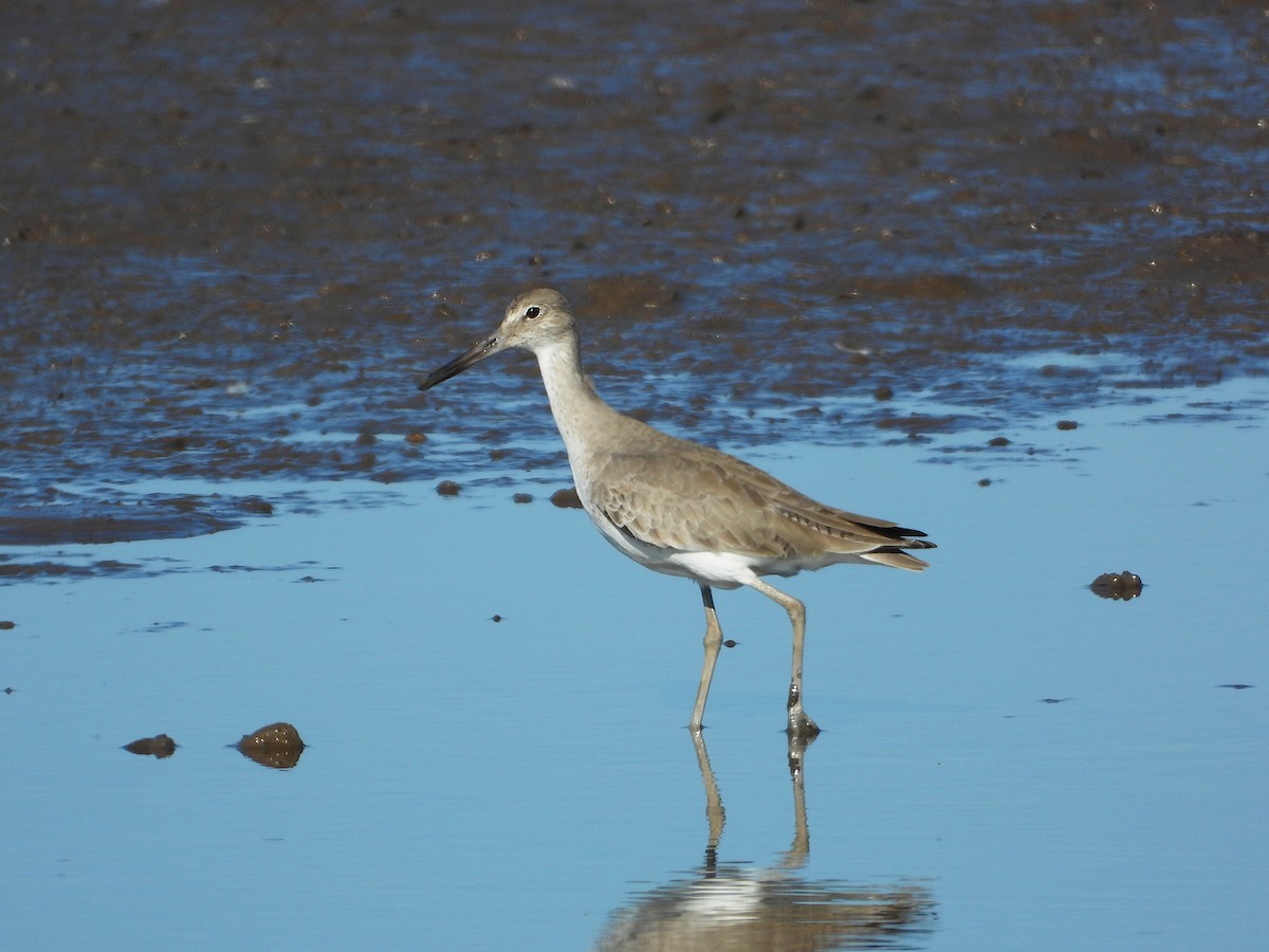 willetsnipe - ML650169724