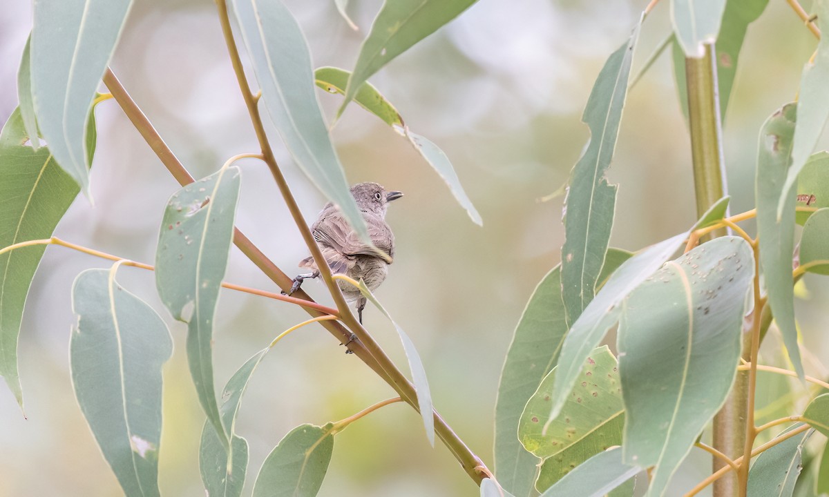 Western Thornbill - ML650169878