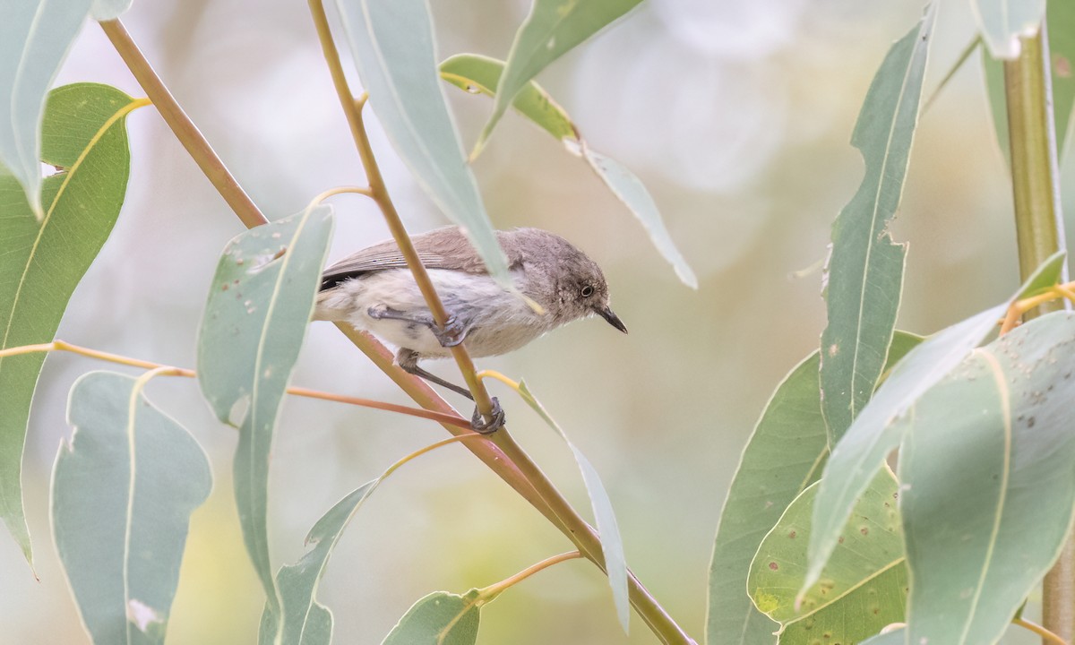 Western Thornbill - ML650169879