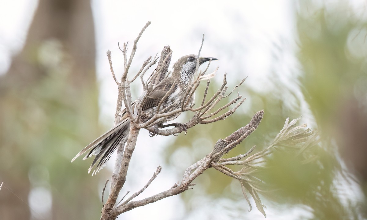 Western Wattlebird - ML650170226