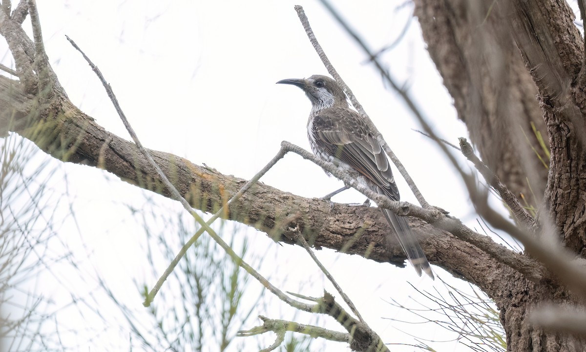 Western Wattlebird - ML650170227