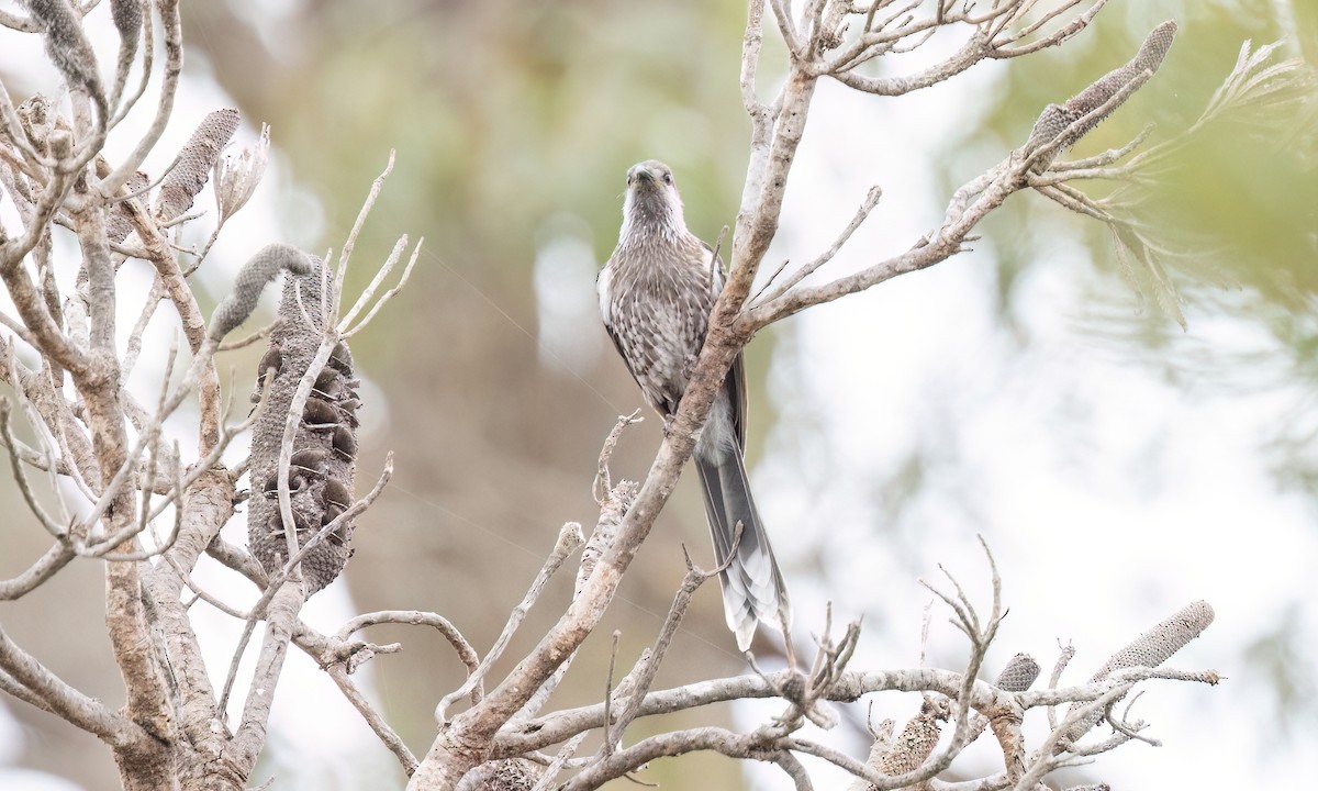 Western Wattlebird - ML650170228