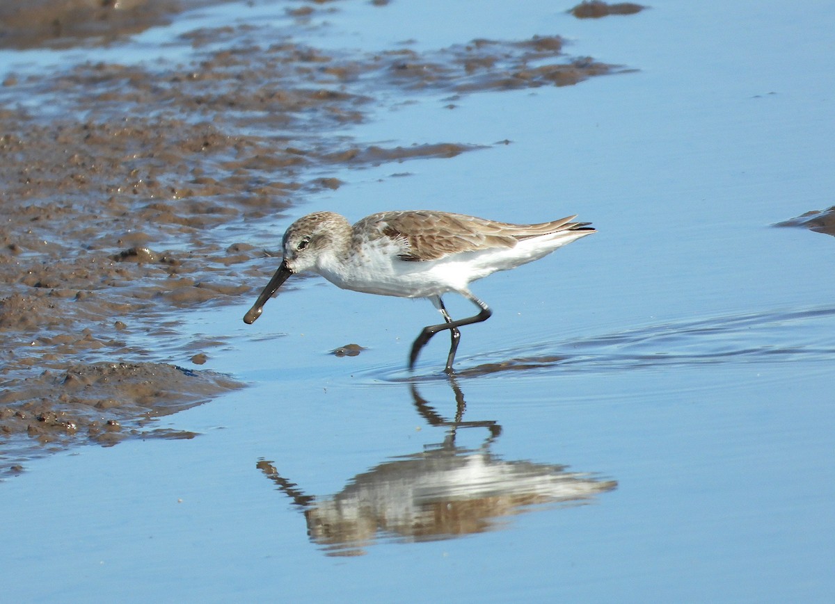 beringsnipe - ML650170567