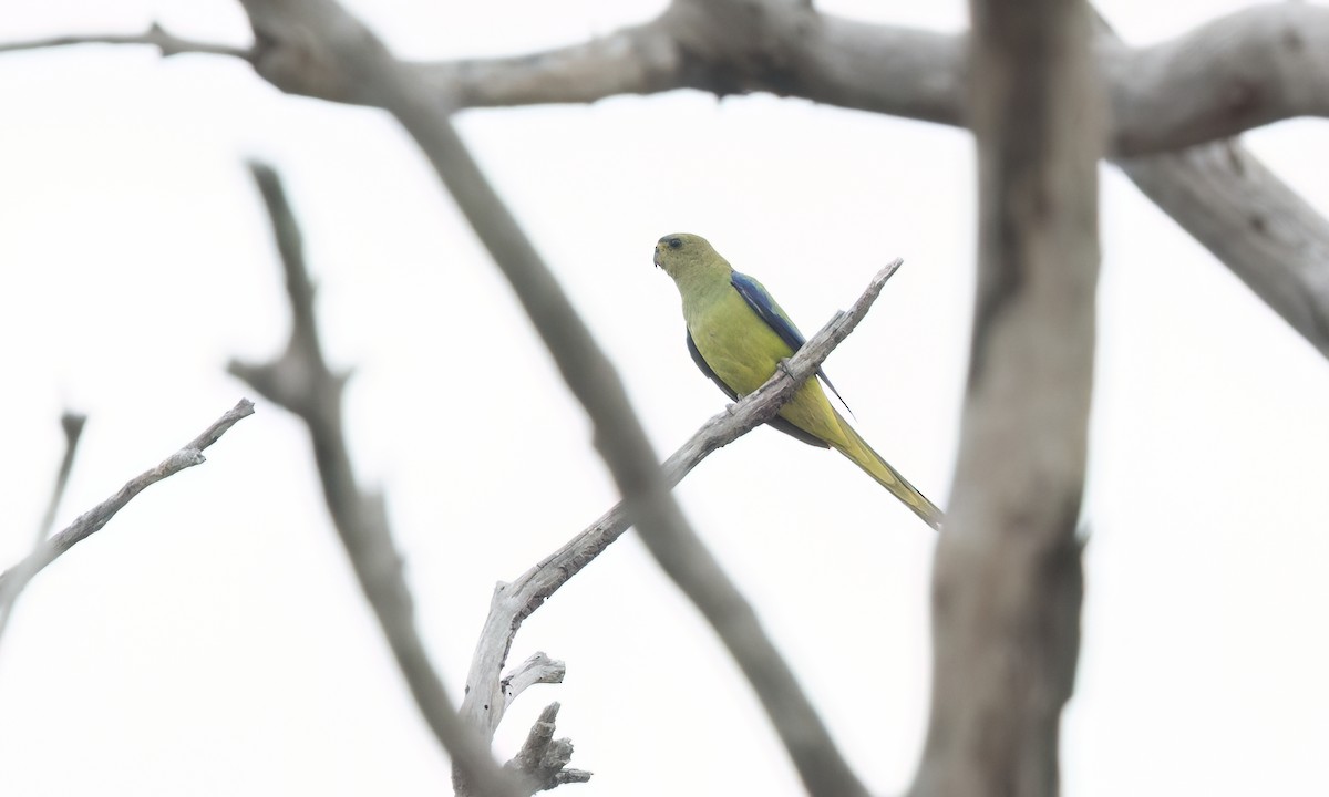 Elegant Parrot - ML650170572
