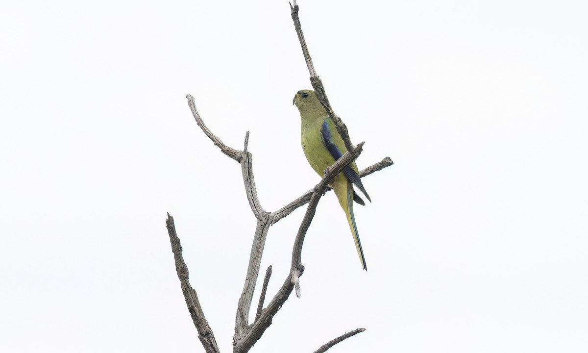 Elegant Parrot - ML650170573