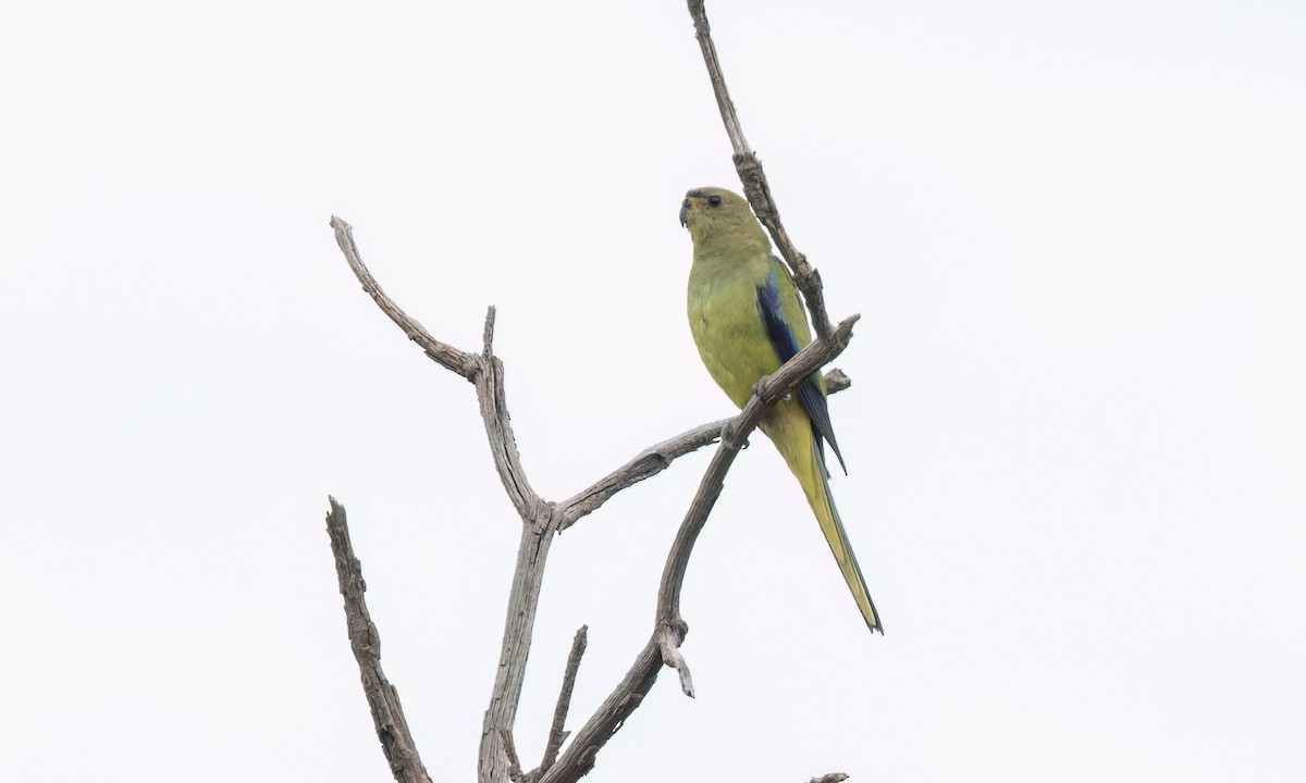 Elegant Parrot - ML650170574