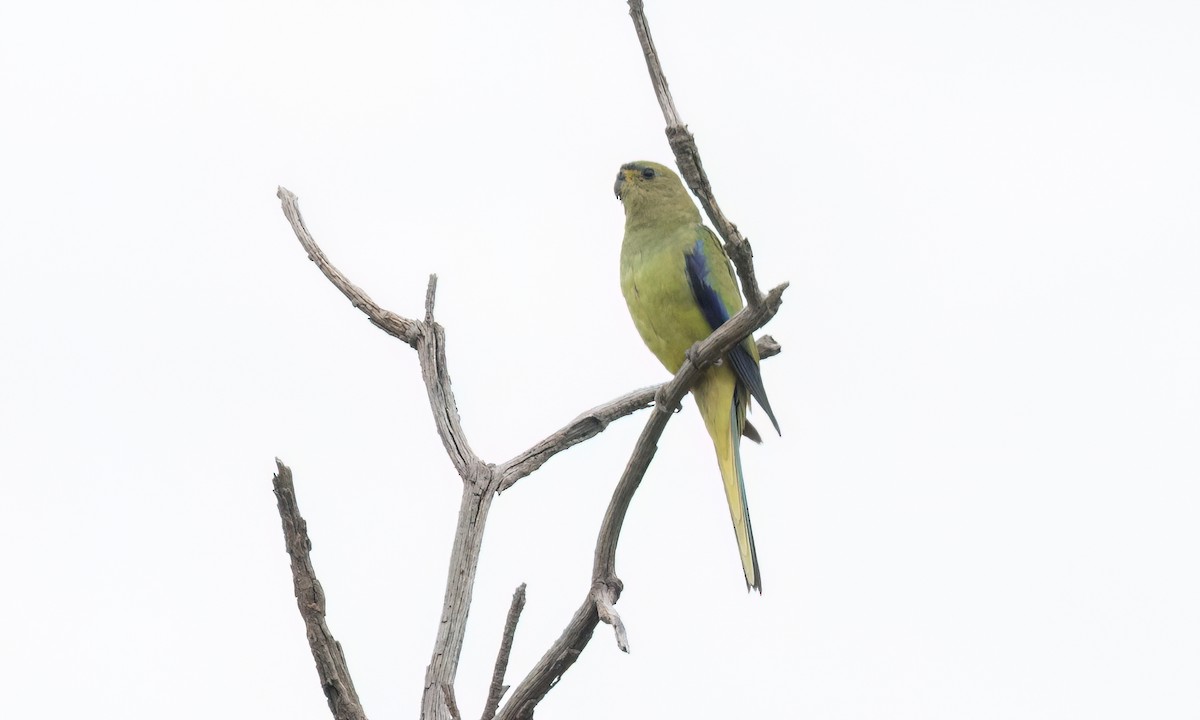 Elegant Parrot - ML650170575