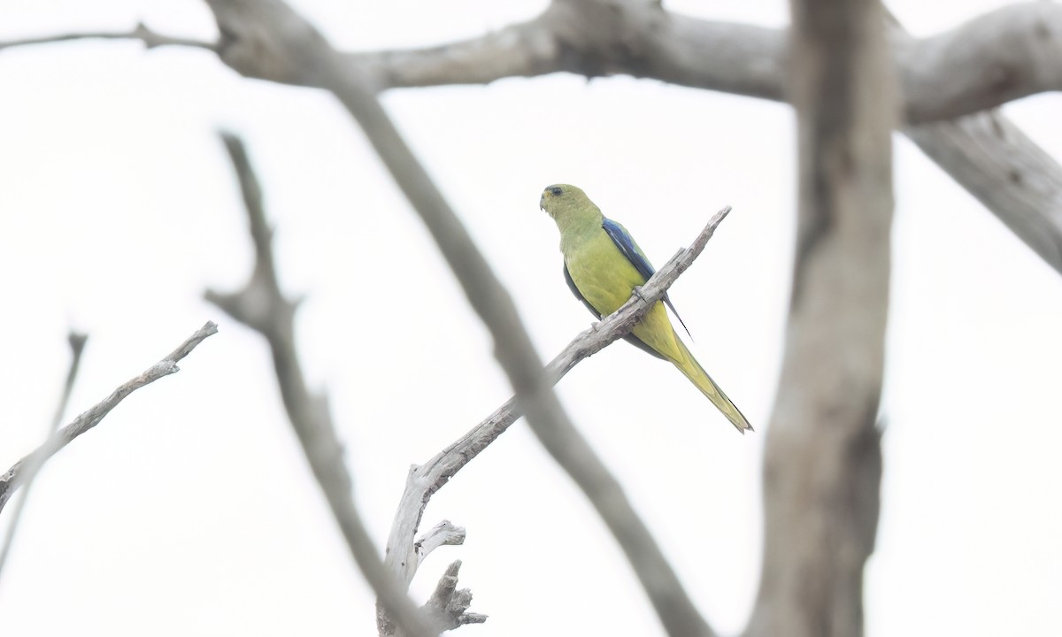 Elegant Parrot - ML650170577