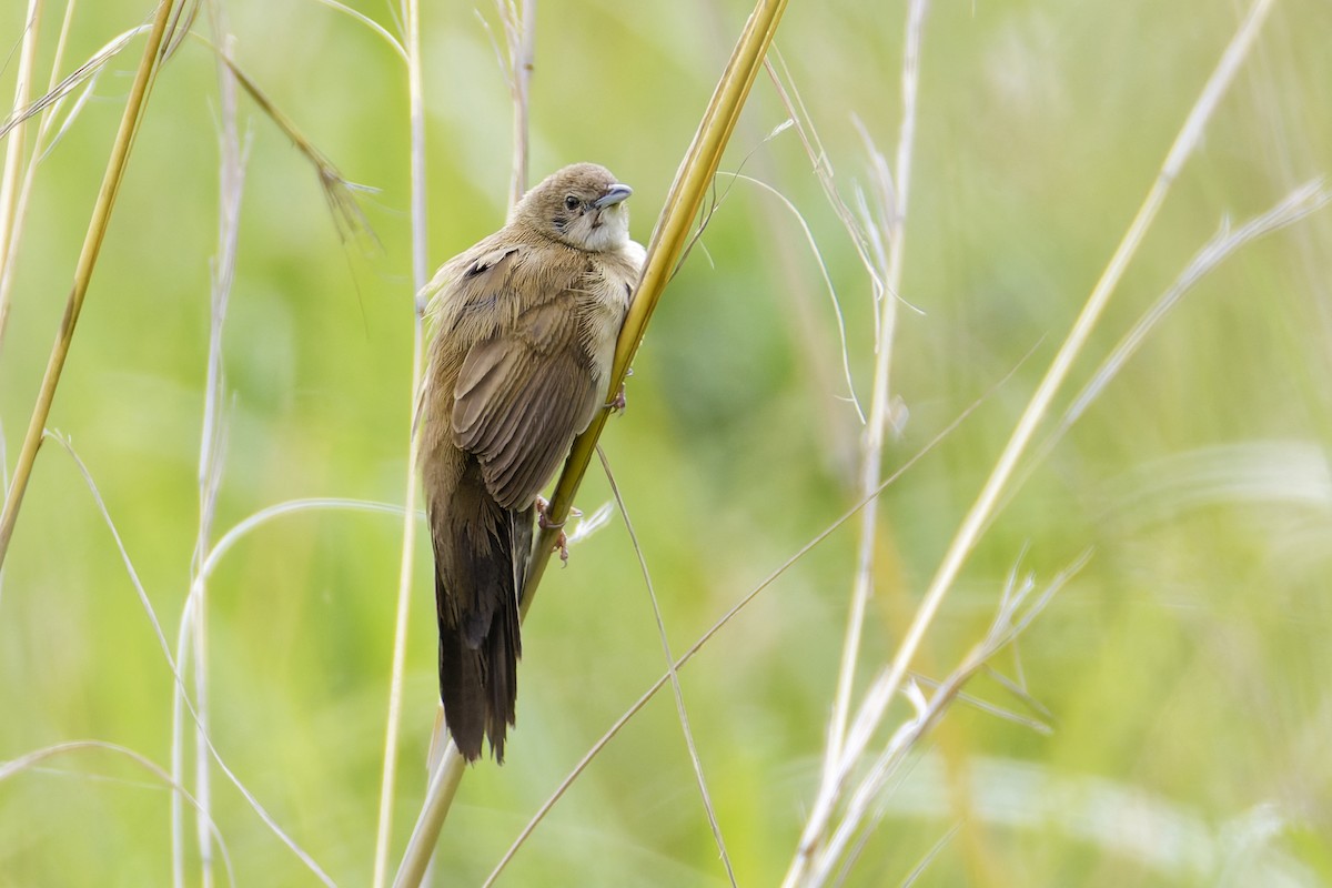 ウチワセッカ - ML650170765