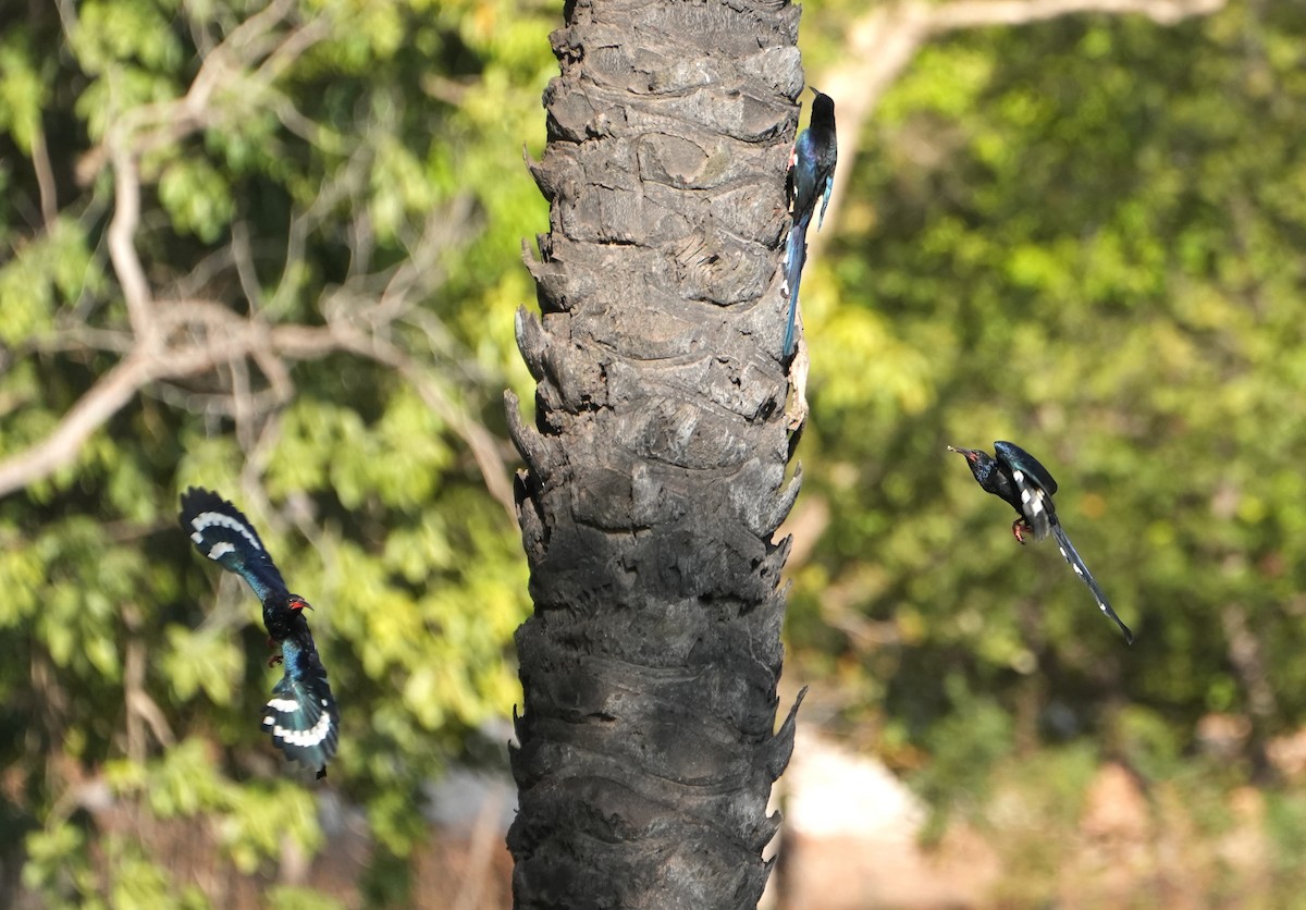 Green Woodhoopoe - ML650170890