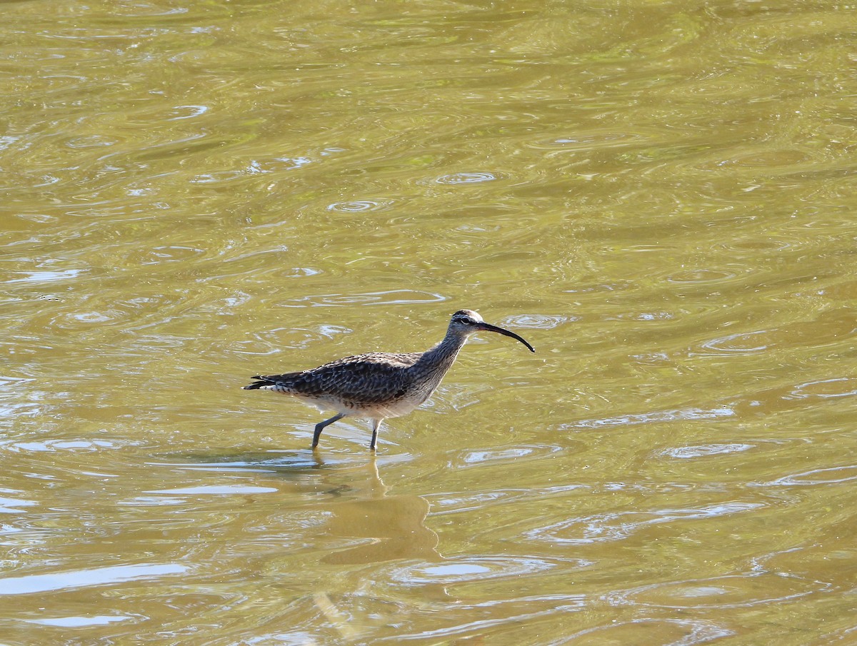 tundraspove - ML650170933