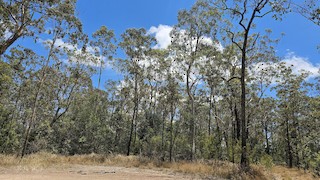 Jimna State Forest--Yabba Rd, Somerset, Queensland, Australia - eBird ...