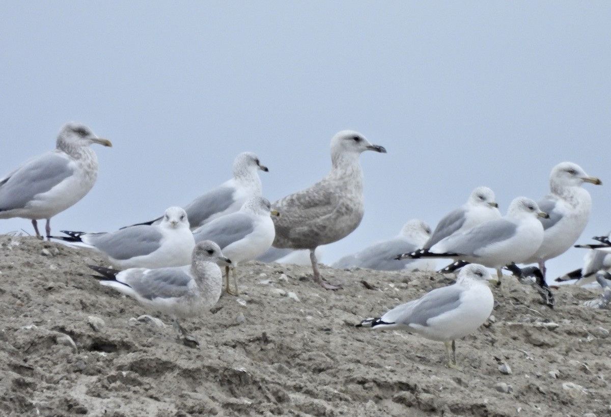 kortnebbmåke - ML650171085