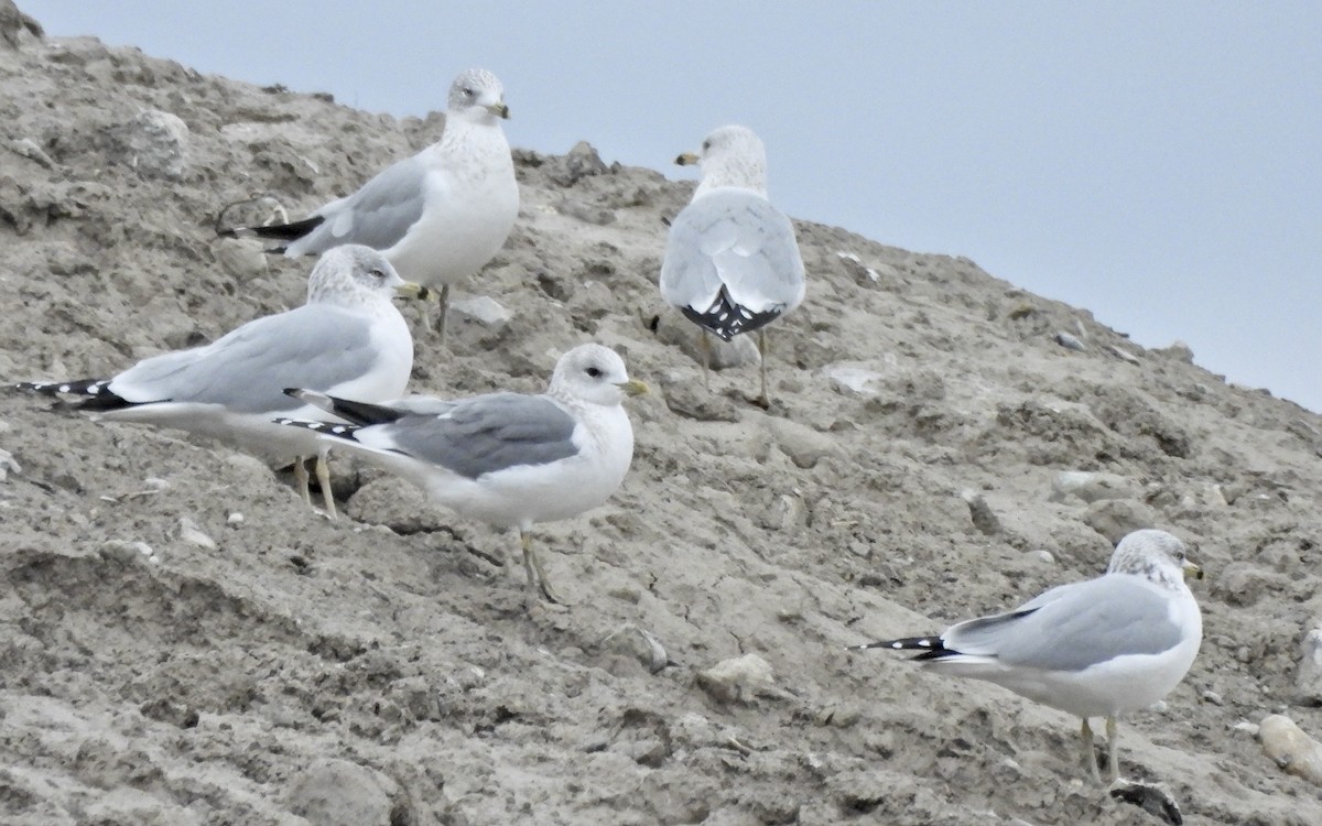 kortnebbmåke - ML650171086