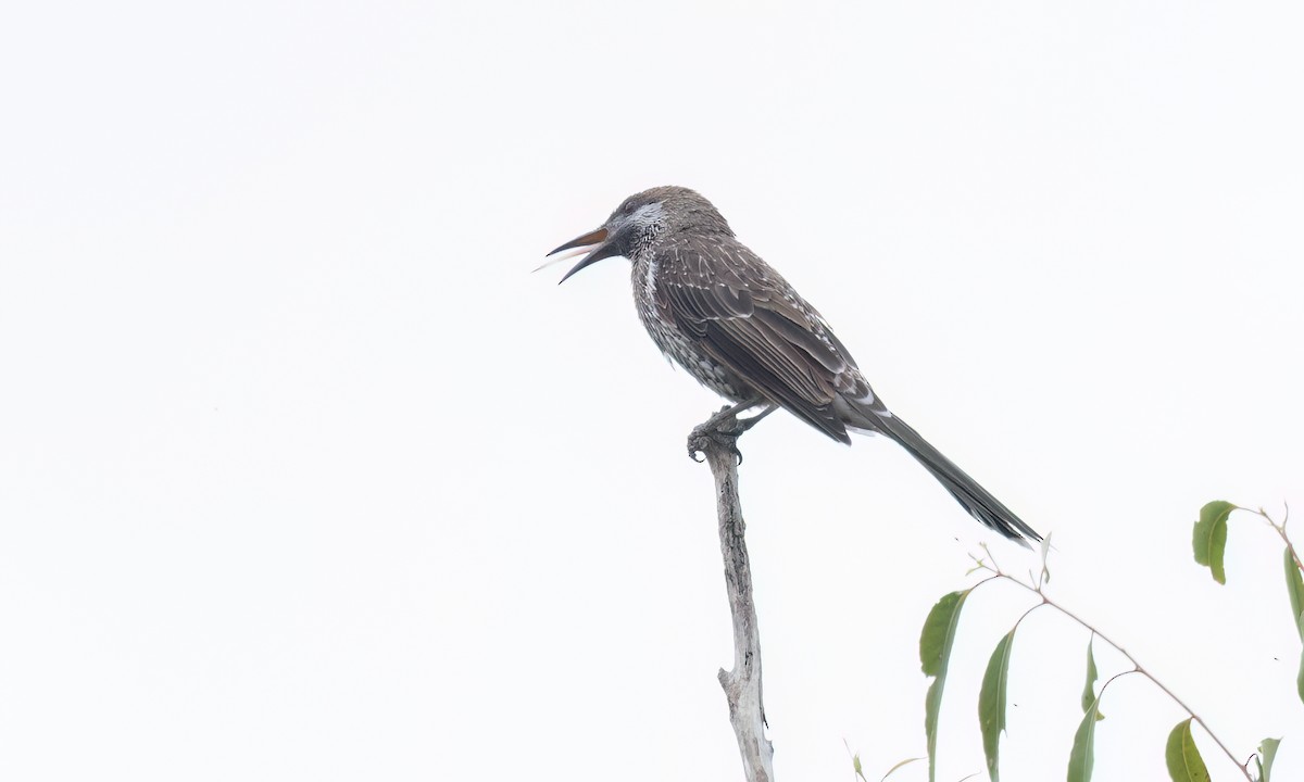 Western Wattlebird - ML650171237