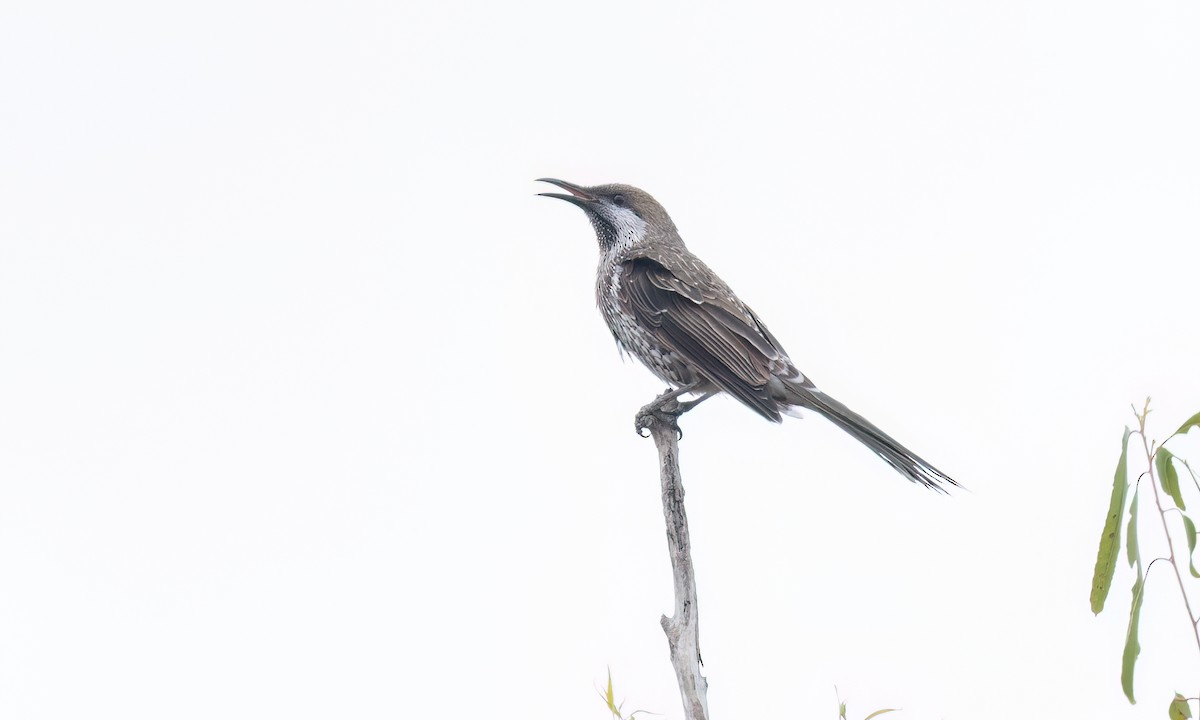 Western Wattlebird - ML650171238