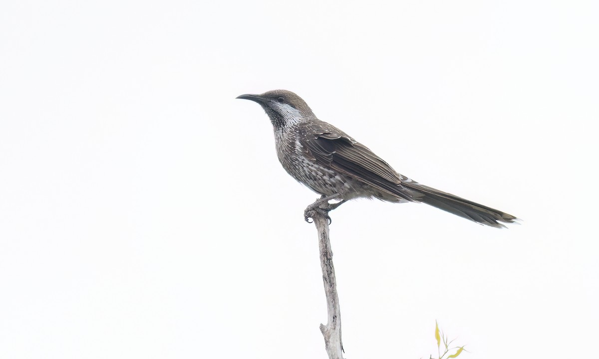 Western Wattlebird - ML650171239