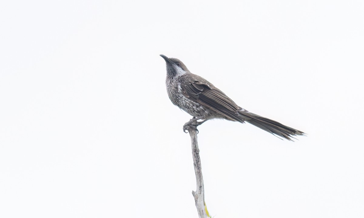 Western Wattlebird - ML650171240