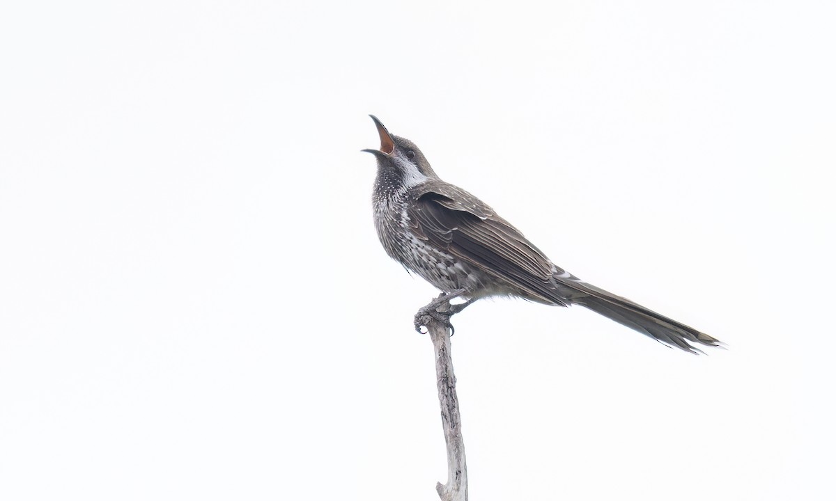 Western Wattlebird - ML650171241