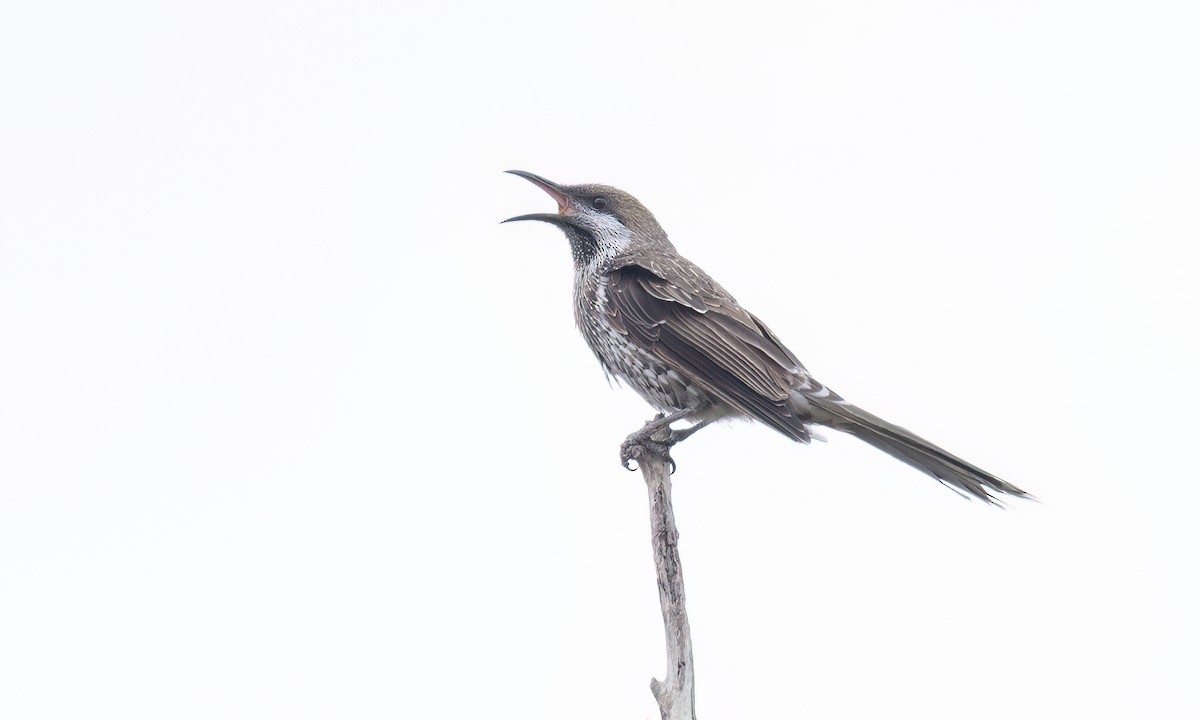 Western Wattlebird - ML650171242